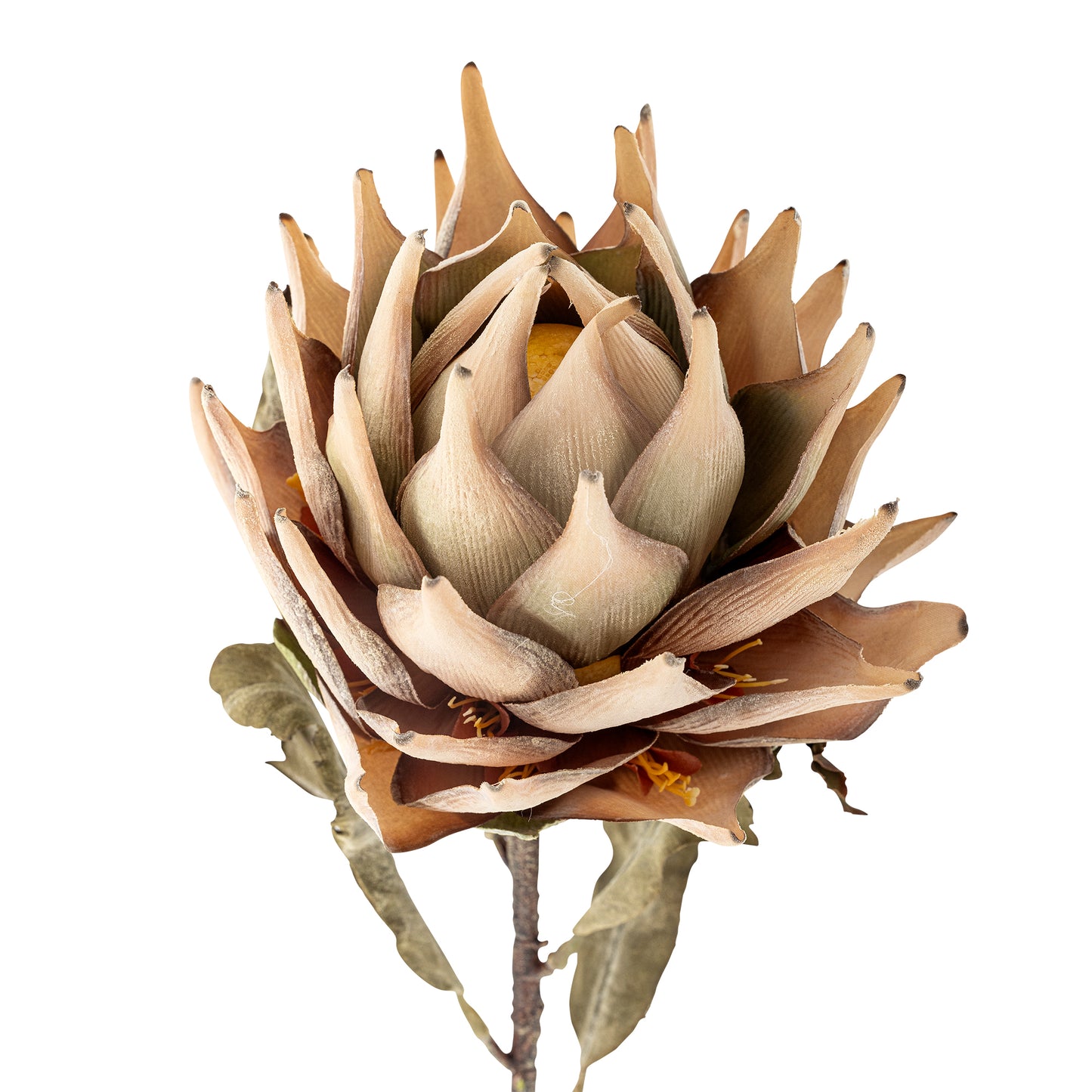 Protea Stem (D20cm head)