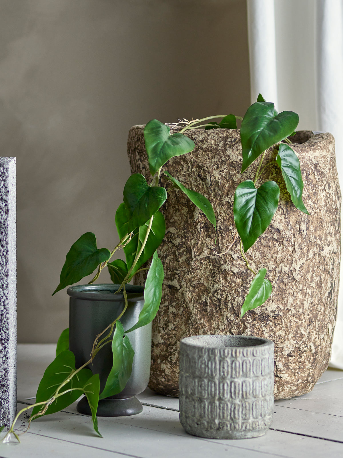 Trailing Anthurium Plant