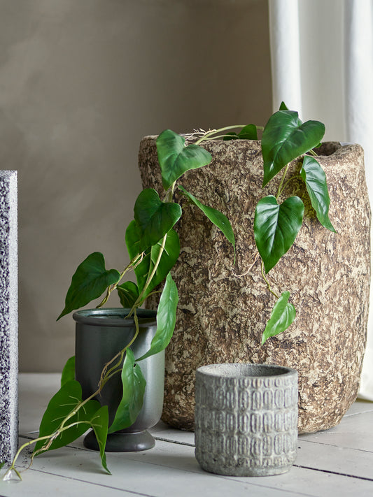 Trailing Anthurium Plant