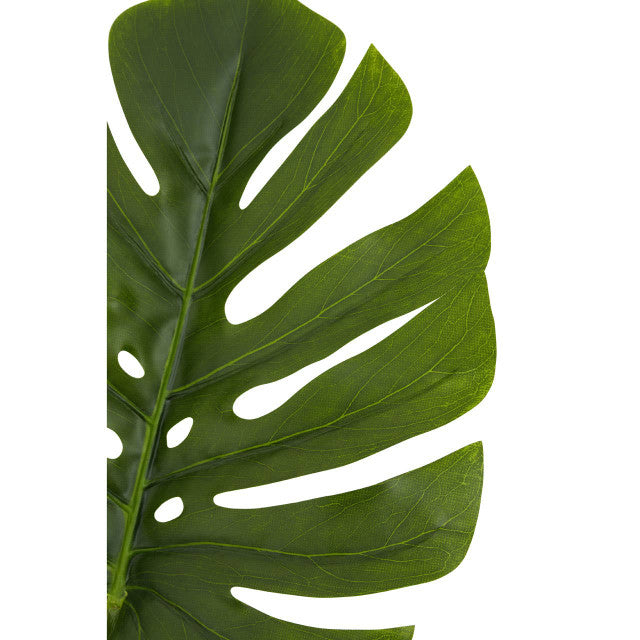 Monstera Palm Stem