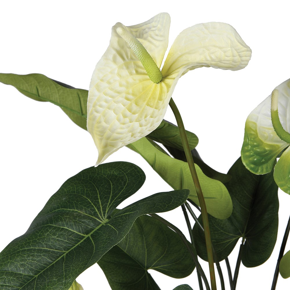Anthurium Plant in Pot