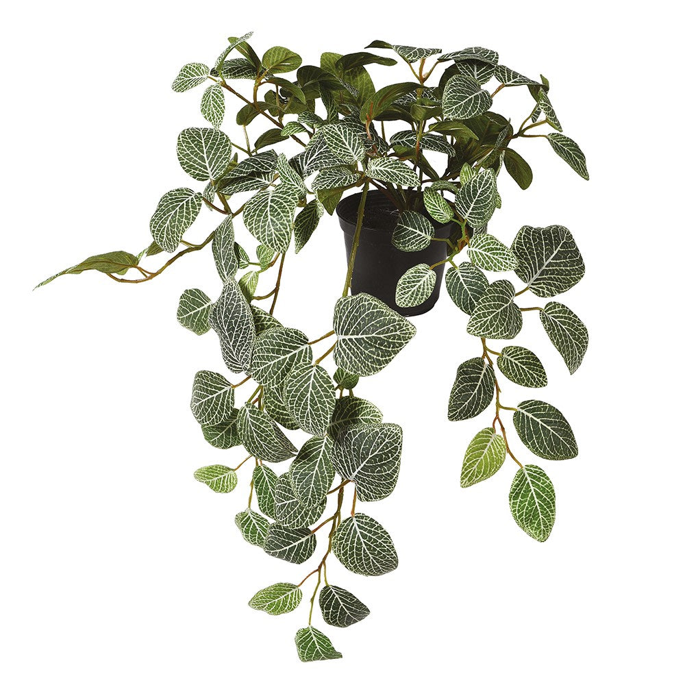 Fittonia Hanging Potted Plant
