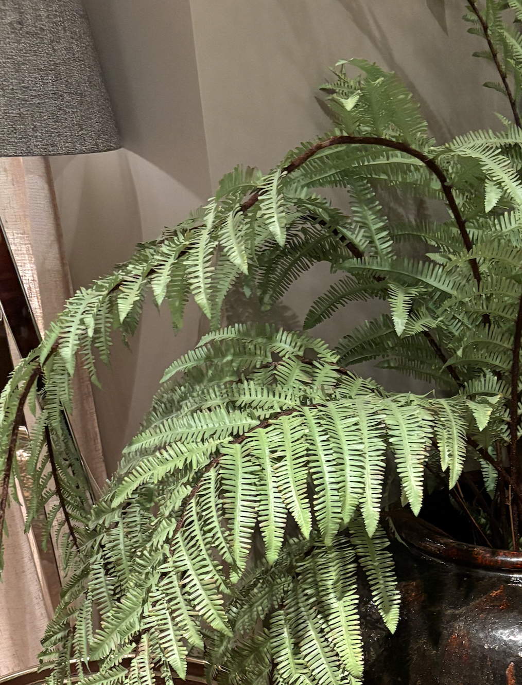Giant Tree Fern H165cm
