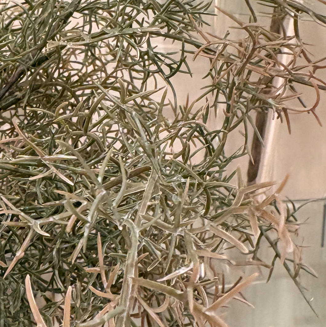 Spanish Moss Bush
