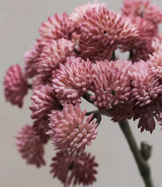 Mauve Sedum Spray