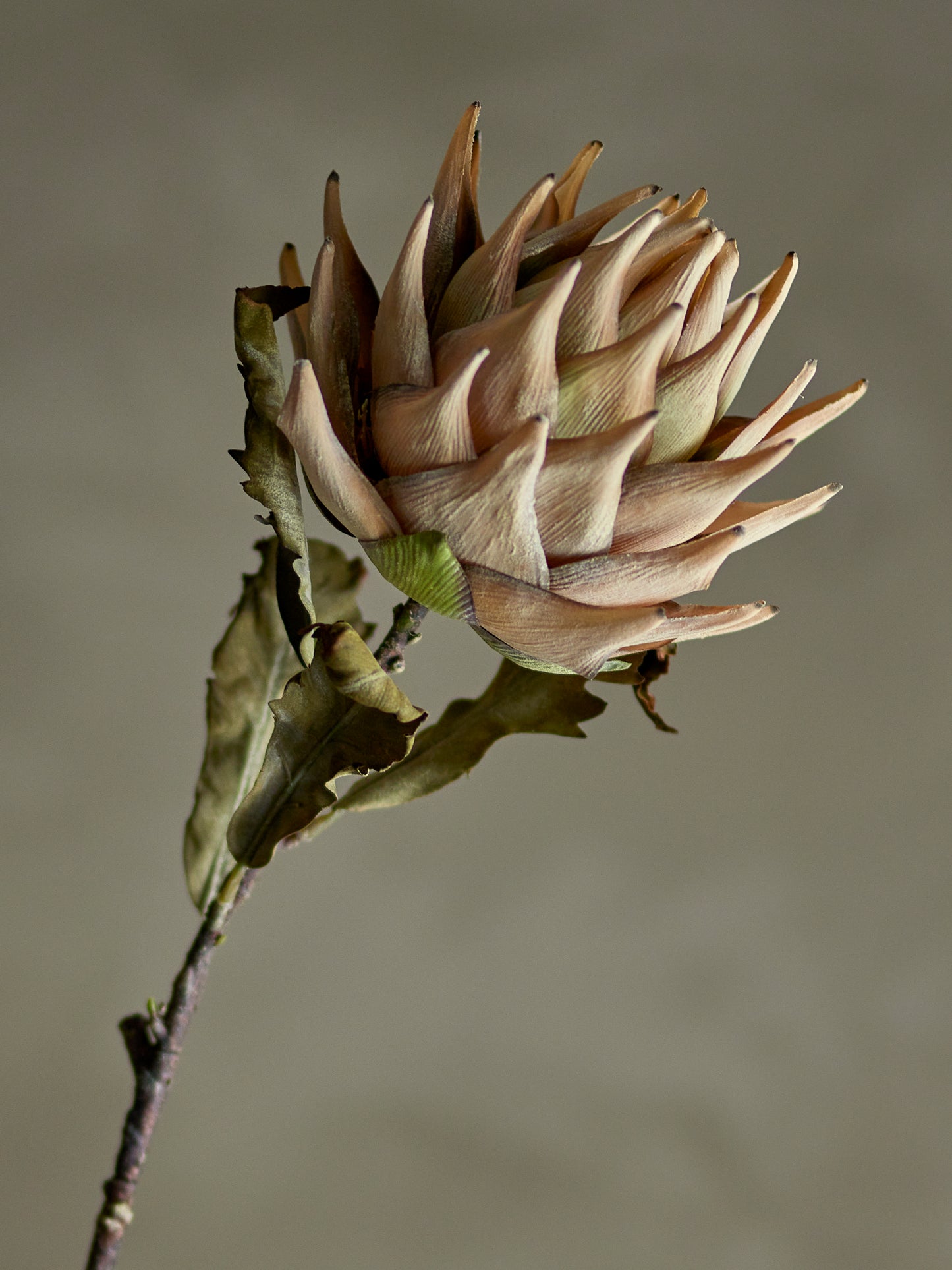 Protea Stem (D20cm head)