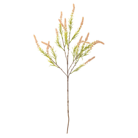Foxtail Stem in Rose