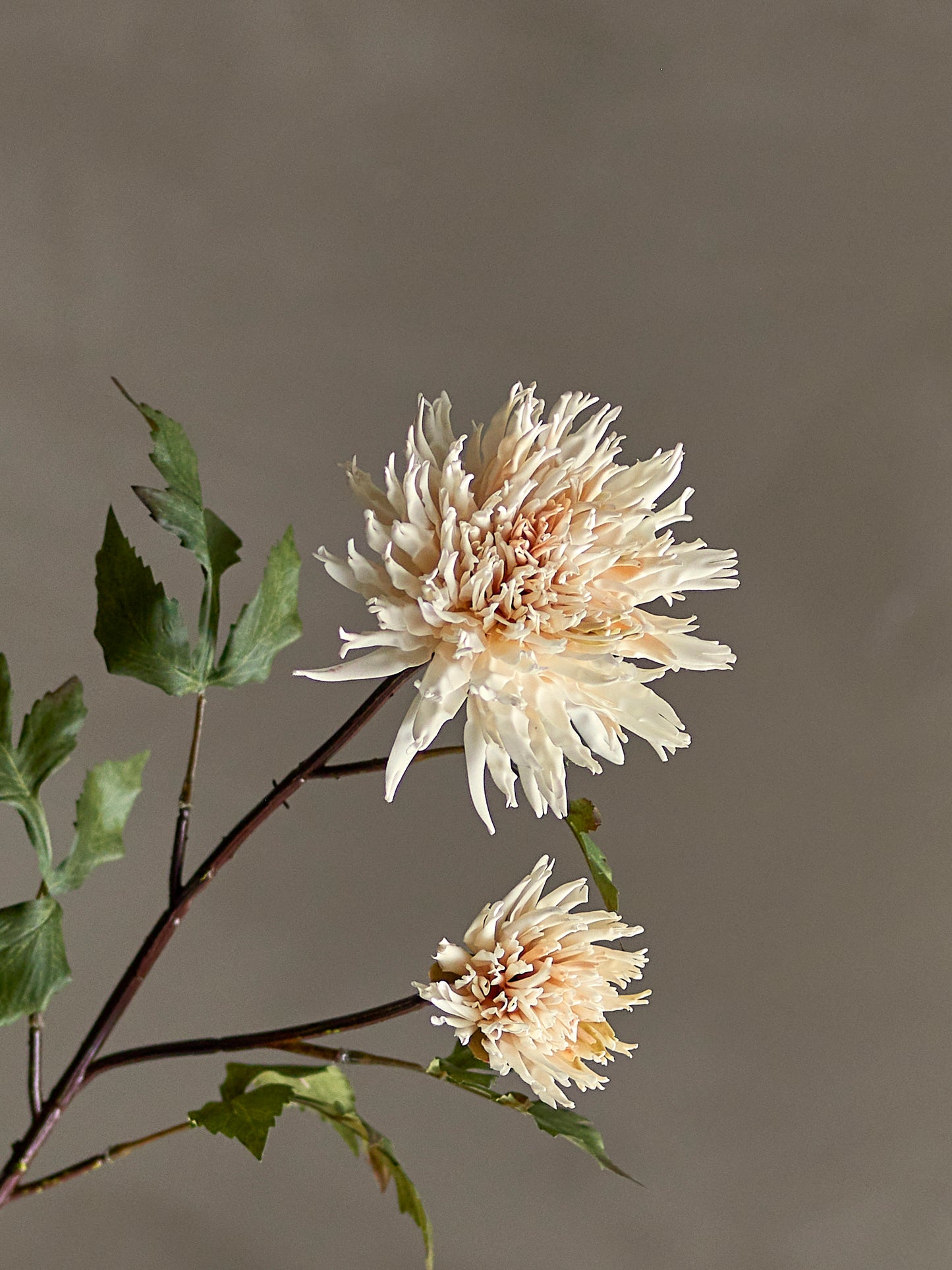 Chrysantemum Stem (D25cm head)