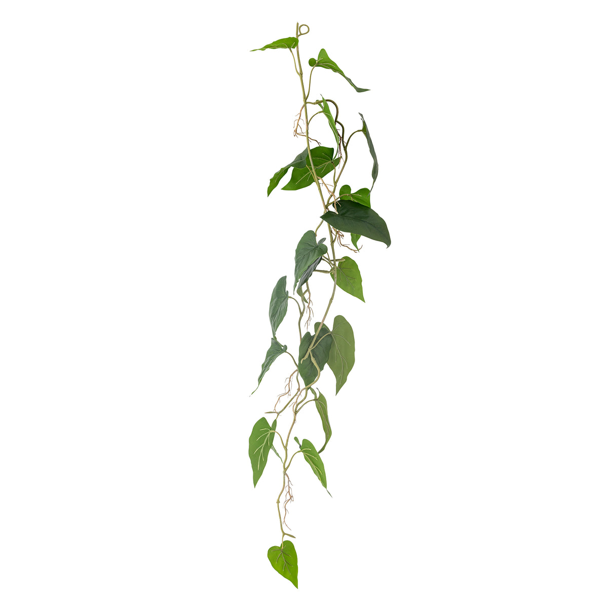 Trailing Anthurium Plant