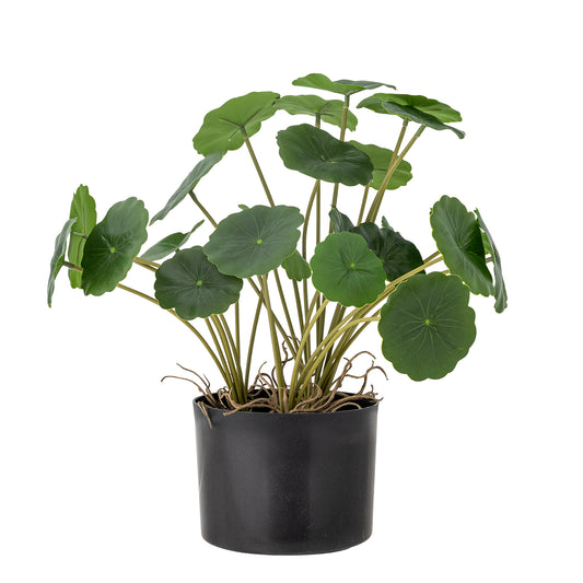 Chinese Money Plant (Faux)