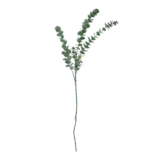 Eucalyptus Stem, Green