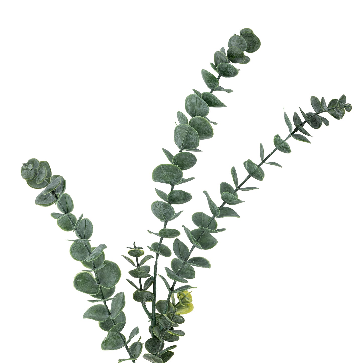 Eucalyptus Stem, Green
