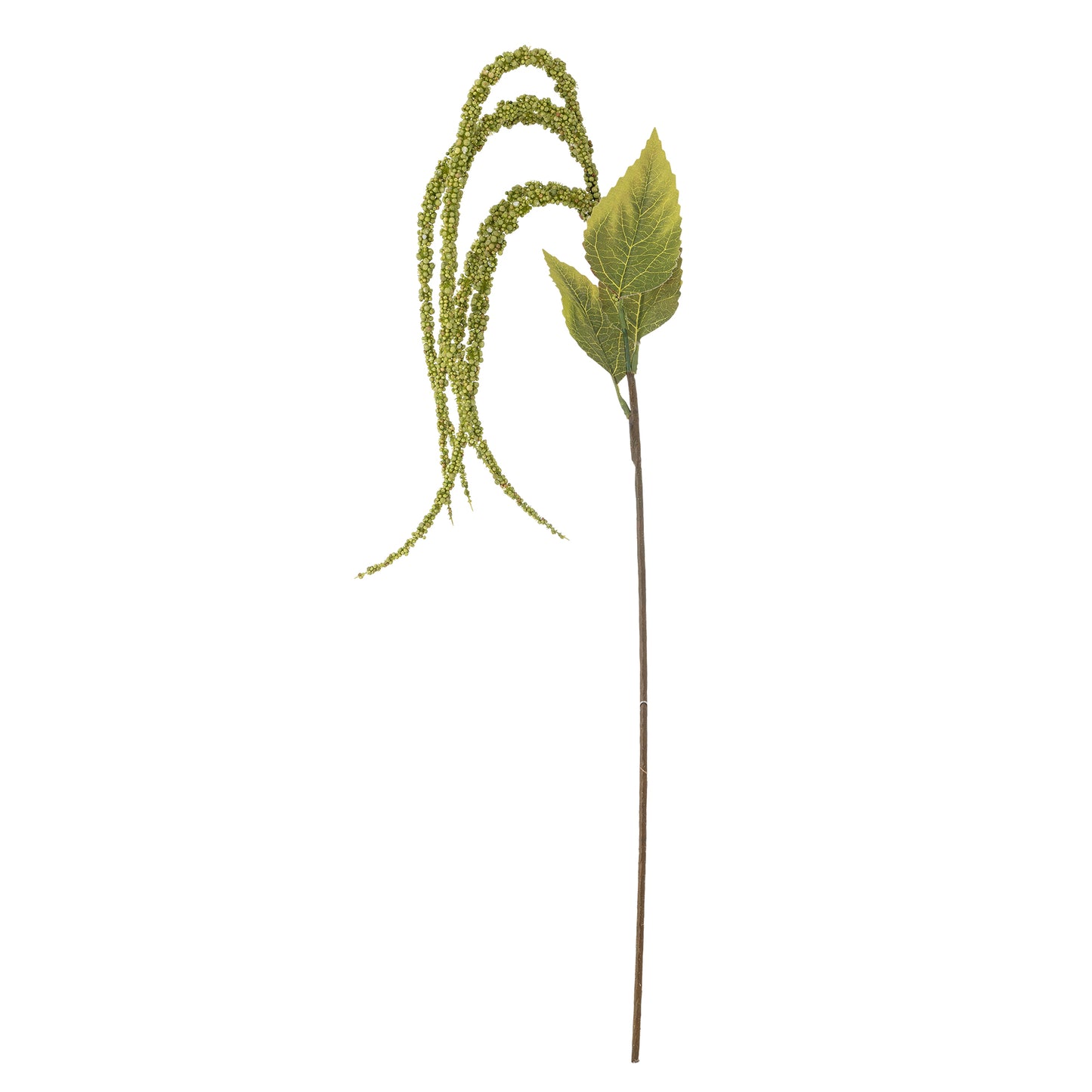 Amaranth Plant in Green (Love-Lies-Bleeding)