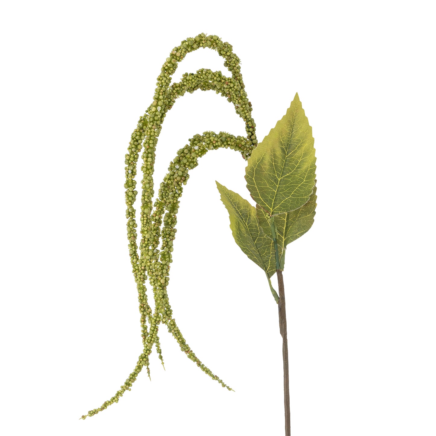 Amaranth Plant in Green (Love-Lies-Bleeding)
