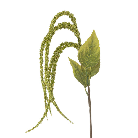 Amaranth Plant in Green (Love-Lies-Bleeding)