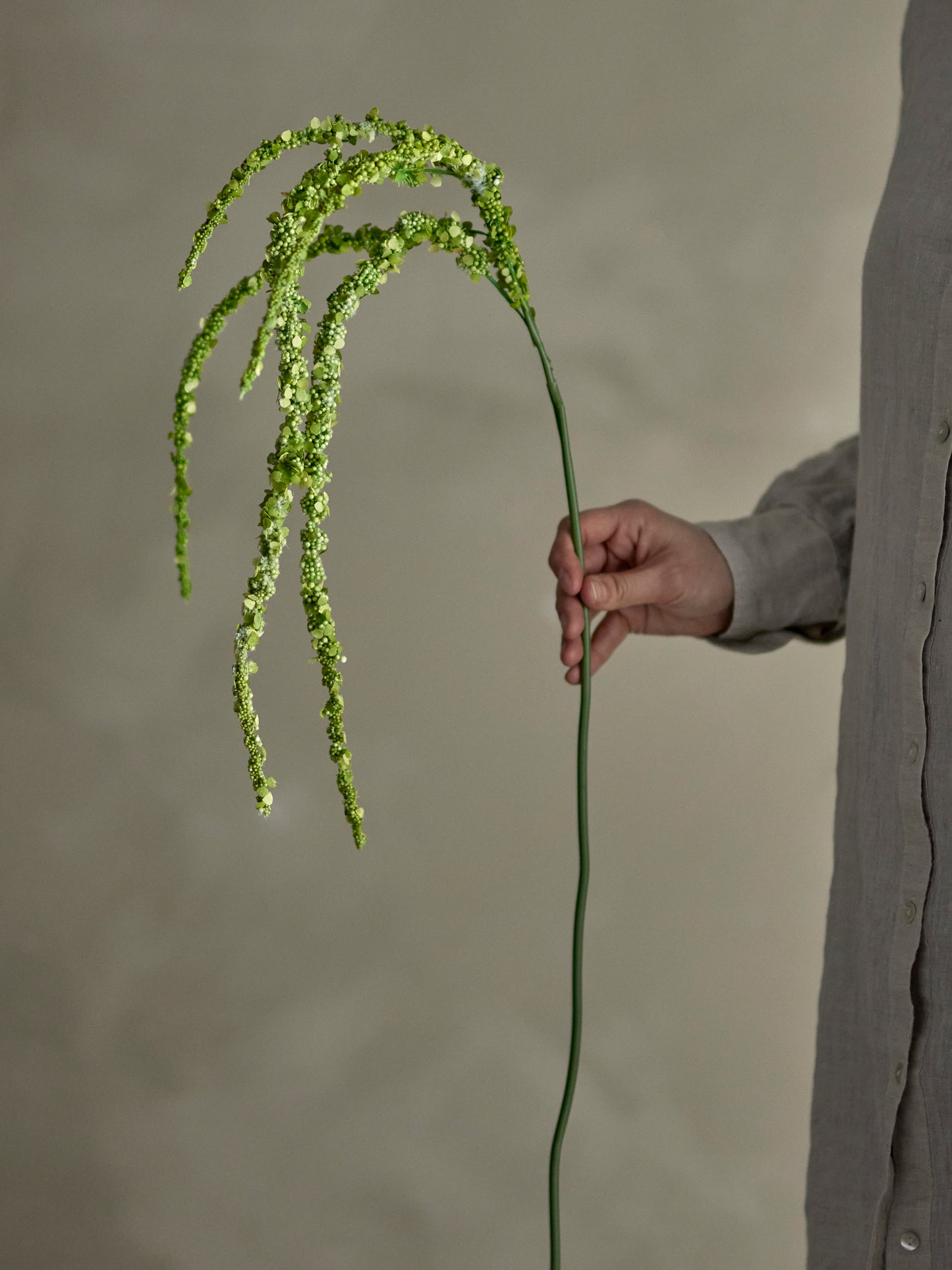 Amaranth Plant in Green (Love-Lies-Bleeding)