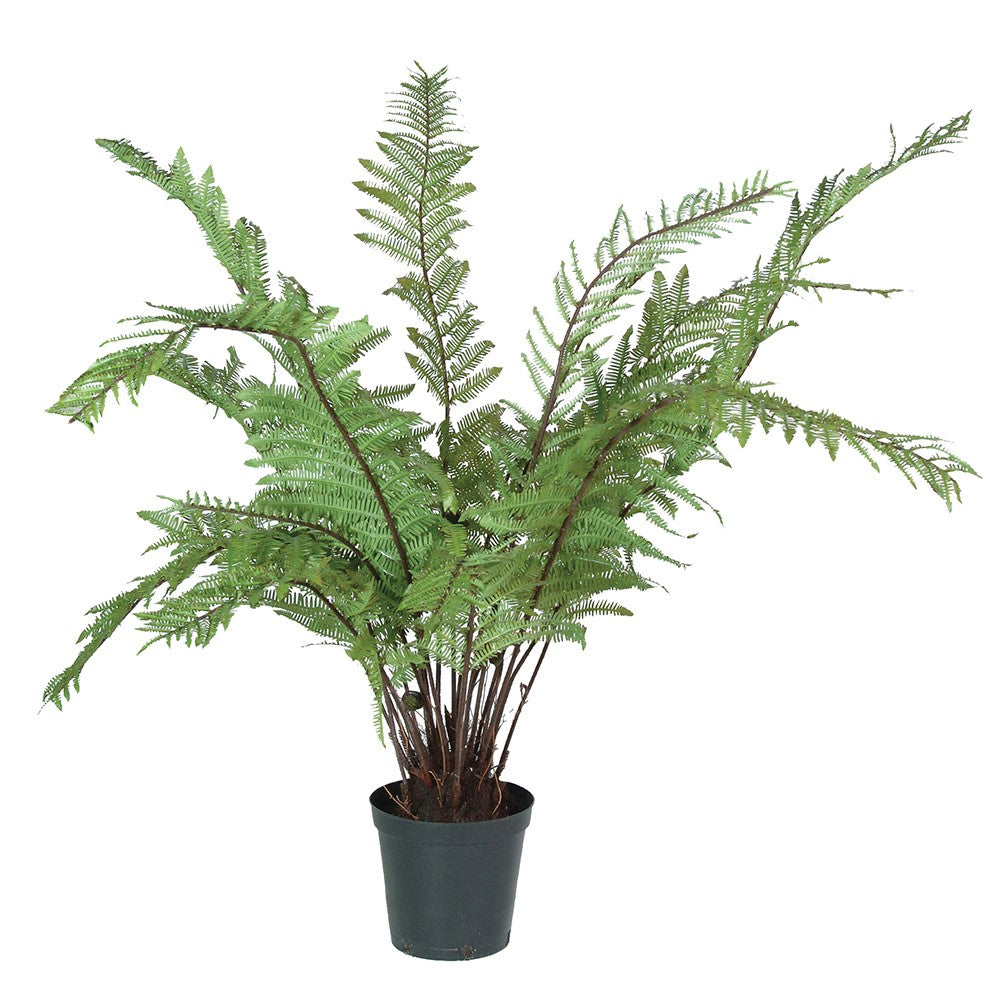 Giant Tree Fern H165cm