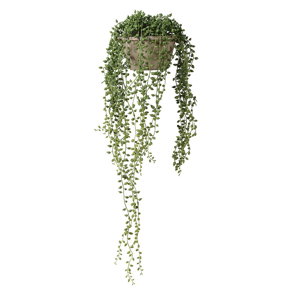 String of Pearl in Cement Pot