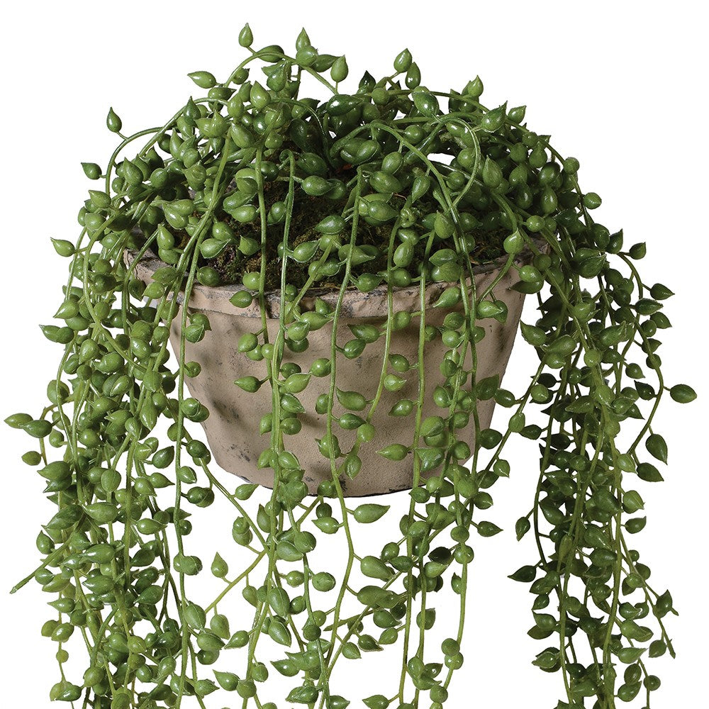 String of Pearl in Cement Pot