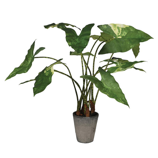 Variegated Alocasia / Zebra Plant H73cm