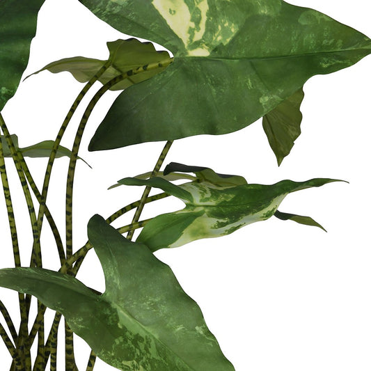 Variegated Alocasia / Zebra Plant H73cm