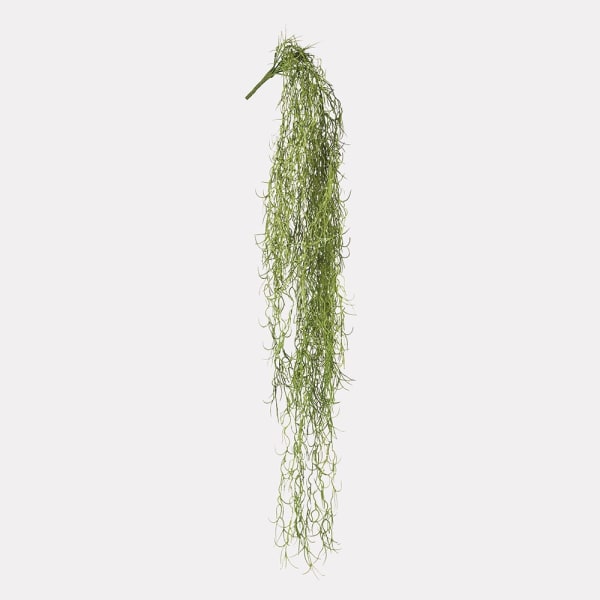 Trailing Spanish Moss