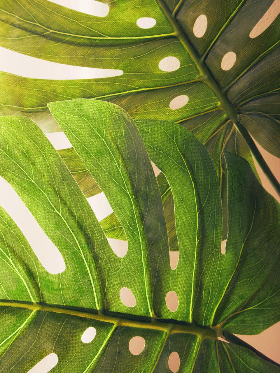 Monstera Palm Stem