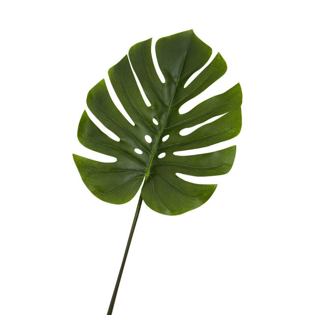 Monstera Palm Stem
