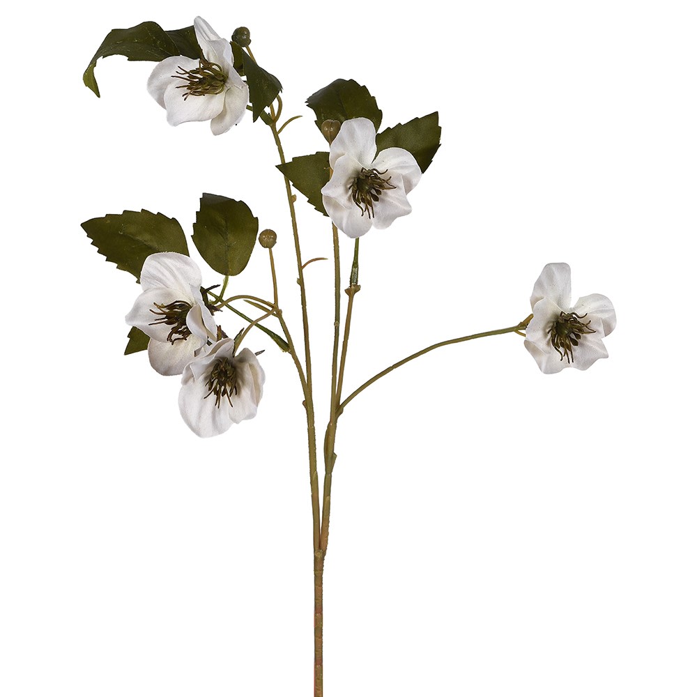 Cream Hellebore Stem