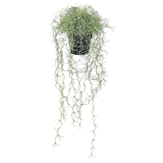 "Old Man’s Beard" Spanish Moss Tillandsia Faux Plant