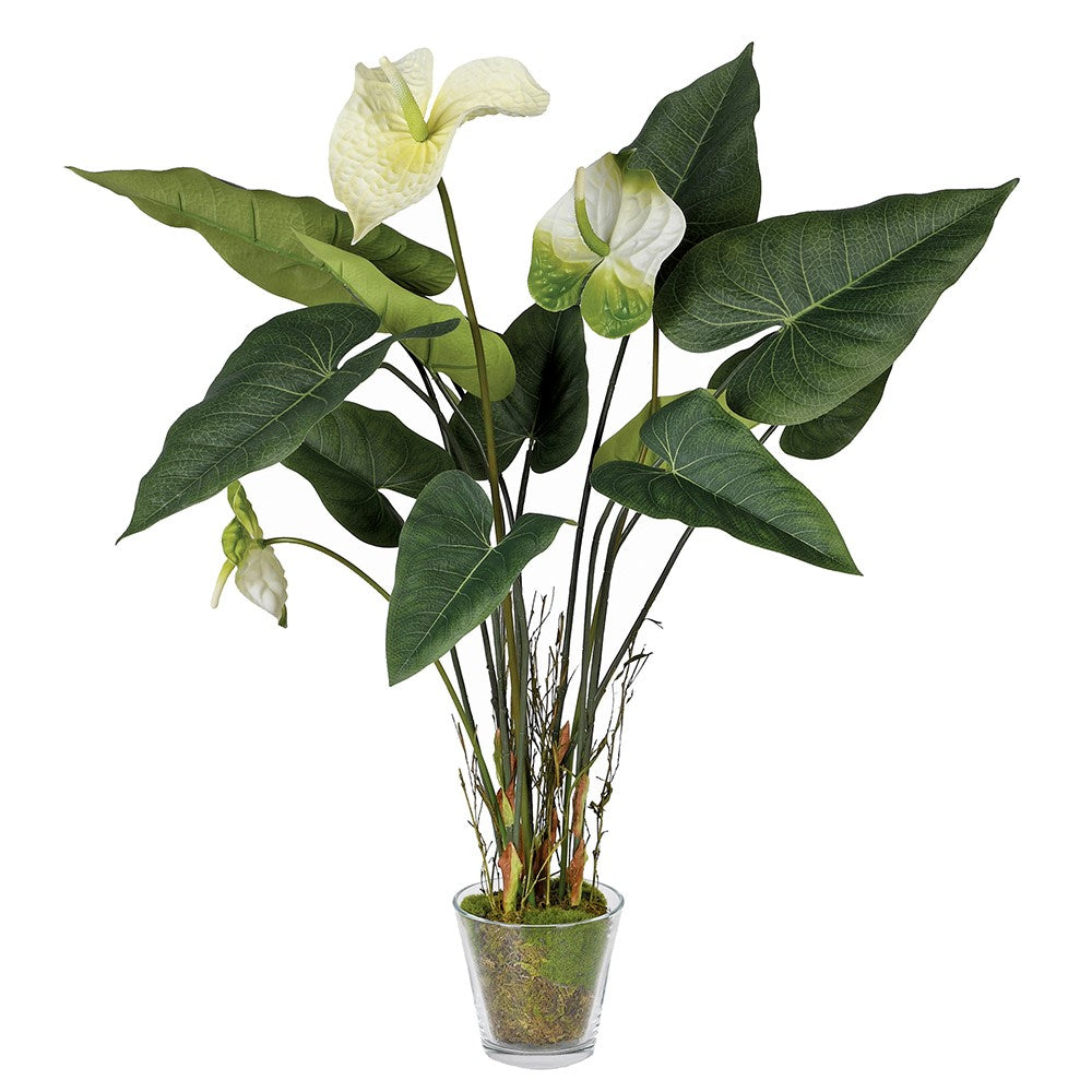 Anthurium Plant in Pot