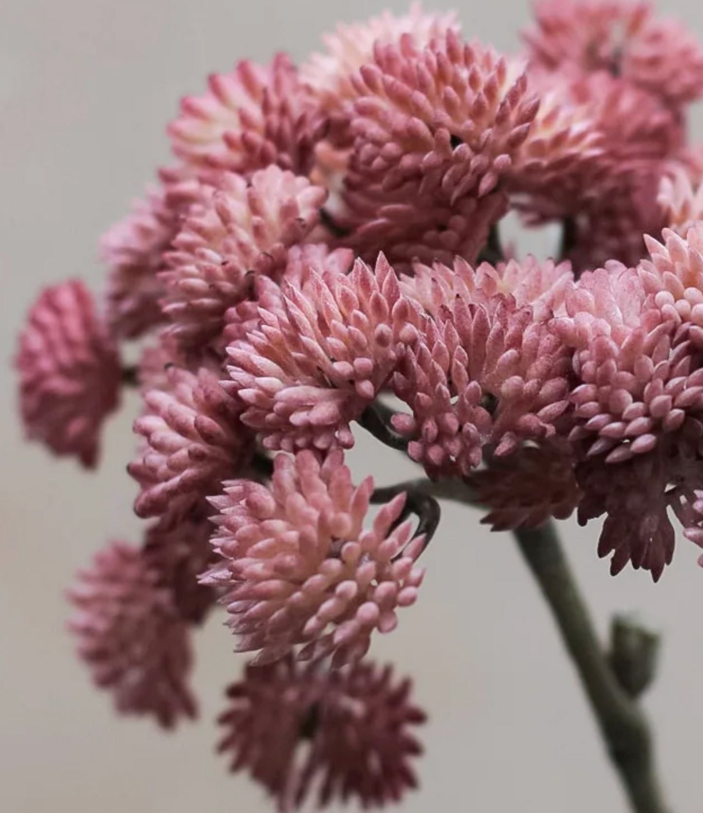 Mauve Sedum Spray